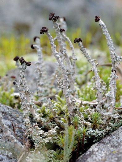 Stereocaulon incrustatum sulla roccia