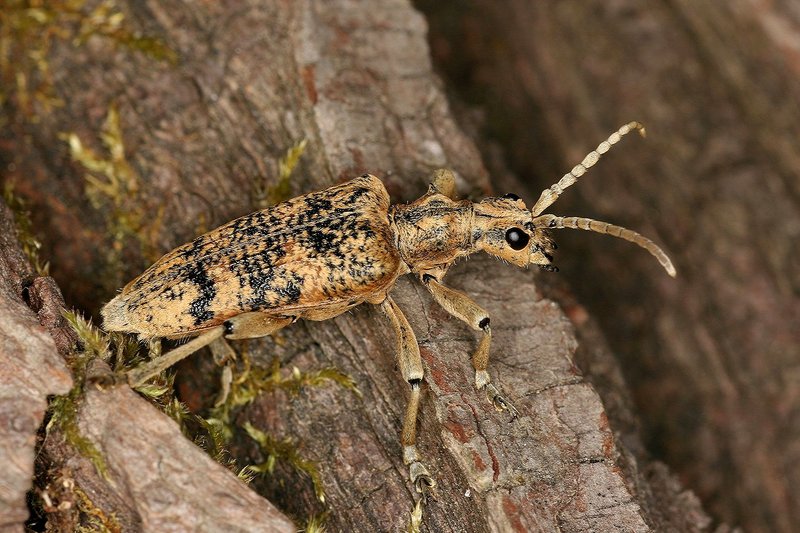 longhorn beetle