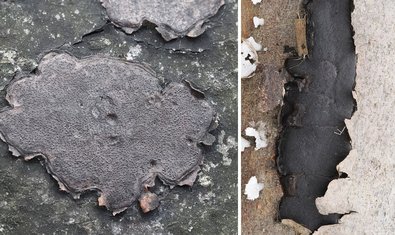 Kohlenbeere (Biscogniauxia nummularia) Kohlenbeere (Biscogniauxia nummularia)