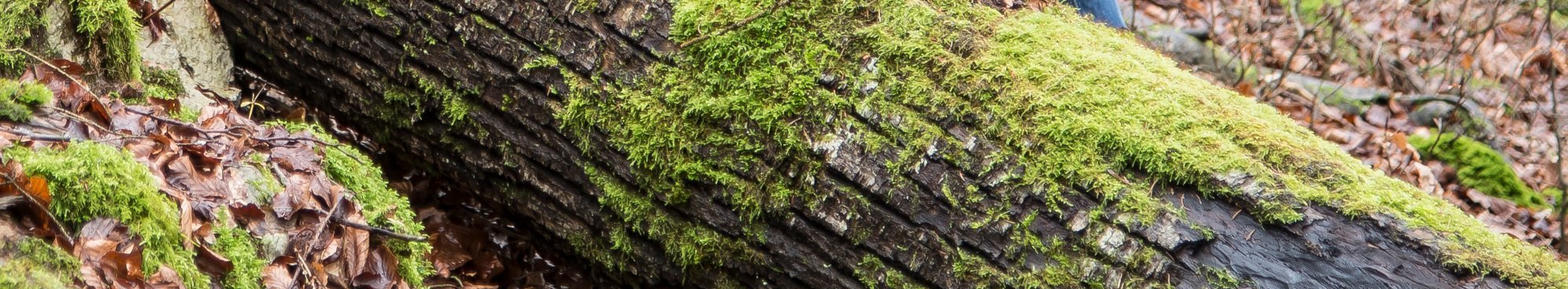 Zwei ältere Männer stehen neben einem starken Totholzstamm im Wald