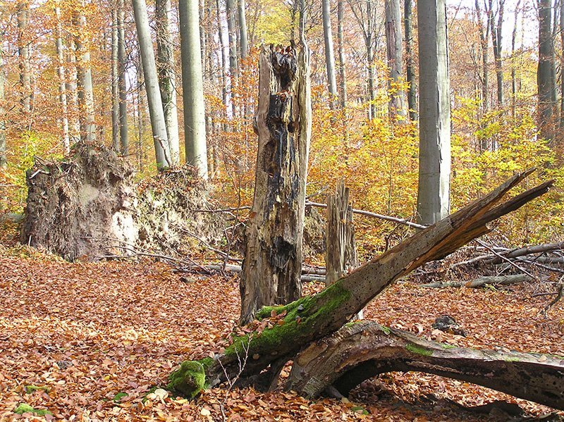 Biotopbäume – Wertvoller Lebensraum Im Wald - Waldwissen.net