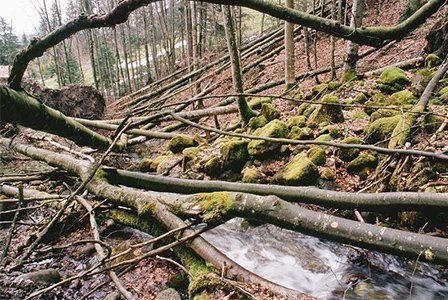 Waldbauliche Behandlung von gerinnerelevanten Schutzwäldern