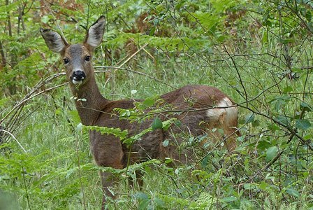 Wildverbiss an der Waldverjüngung