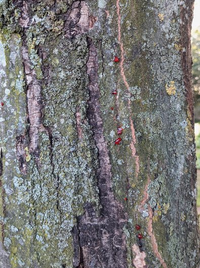 Bright red dots on a hornbeam trunk