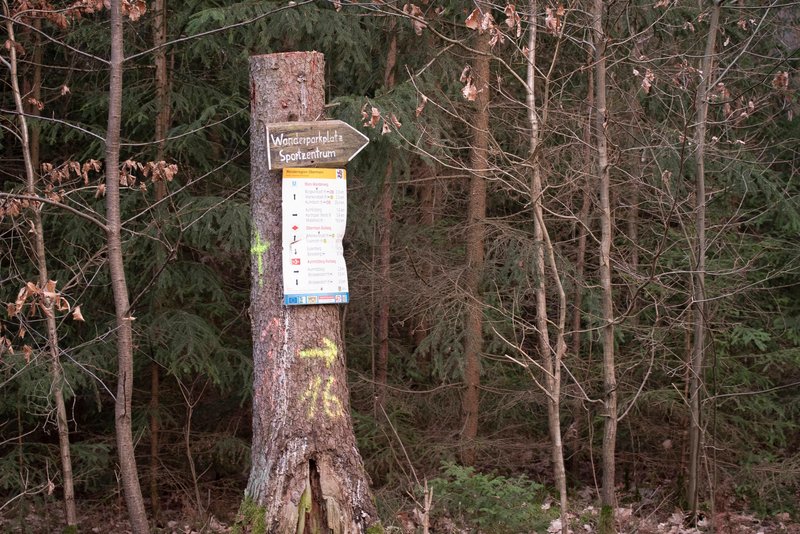 auf 3 Metern gekappter, stehender Stamm