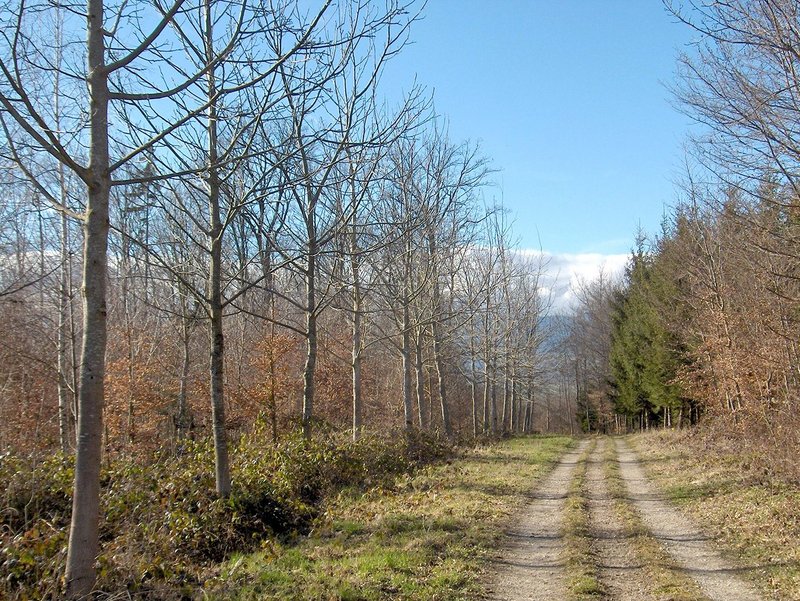Photo: Christian Favre Splendide allée de noyers hybrides