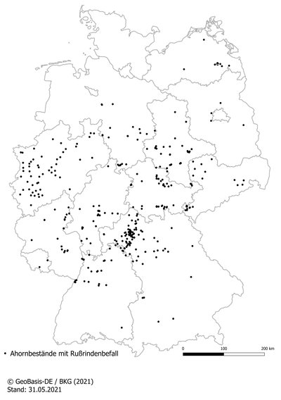 Deutschlandkarte mit Punkten an Orten, an denen Bäume mit Rußrindenkrankheit befallen sind
