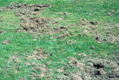 Geschädigter Rasen durch Larvenfrass