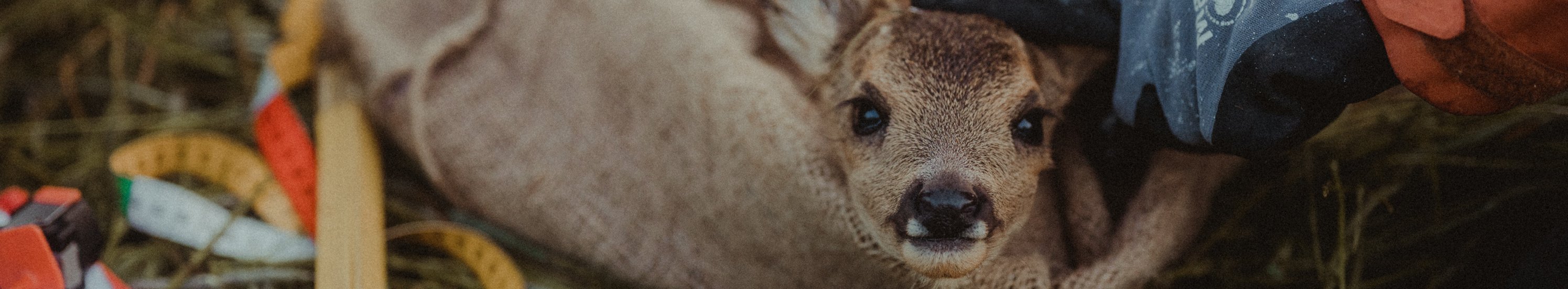 Roe deer fawn in grassland is examined