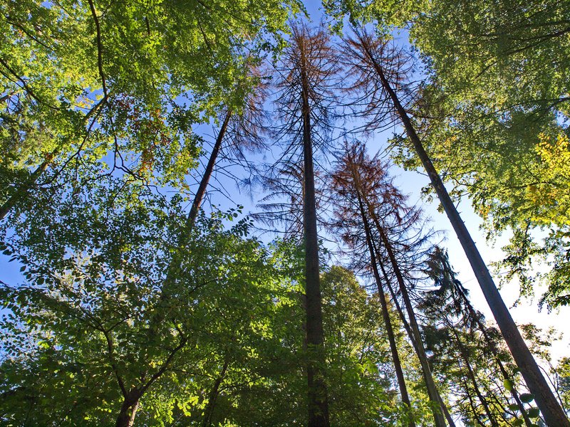 Waldstandorte verändern sich durch den Klimawandel, was Auswirkungen auf Faktoren wie Wasserhaushalt, Humusform und Vegetationszeit hat. Die Auswahl geeigneter Baumarten muss sowohl die aktuelle als auch die zukünftige Klimatauglichkeit berücksichtigen, da diese nicht immer übereinstimmen. Besonders junge Bäume und solche mit langer Lebensspanne erfordern eine vorausschauende Bewertung der klimaangepassten Baumarteneignung. (Foto: Ralf Blechschmidt – stock.adobe.com)