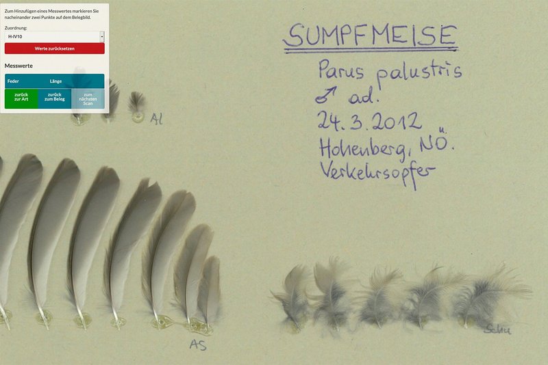 Sumpfmeise Sumpfmeise