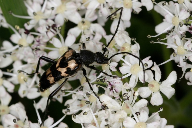  longhorned beetle