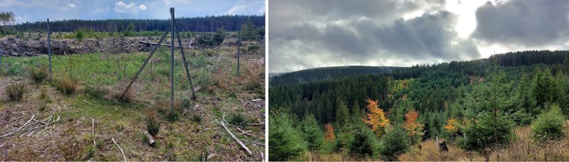 Einfluss des Wildes: Schadfläche mit Pionierbaumarten, Zaun