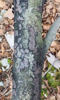 Kohlenbeere (Biscogniauxia nummularia) Kohlenbeere (Biscogniauxia nummularia)