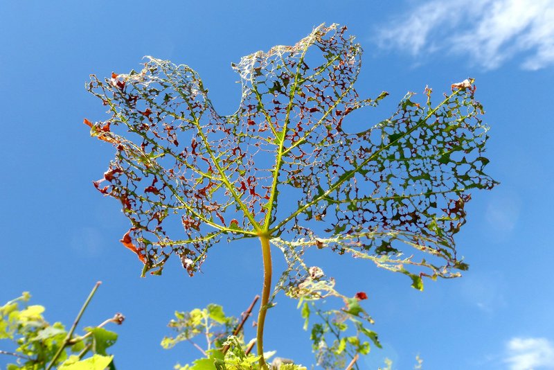 Blatt mit Skelettierfrass