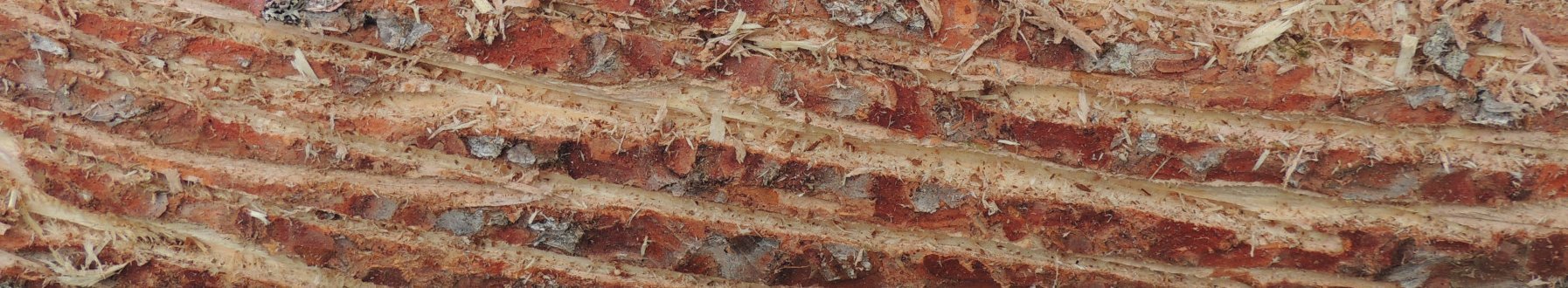 Ansicht charakteristischer Kerben in der Fichtenrinde, die beim Rindenritzen entstehen