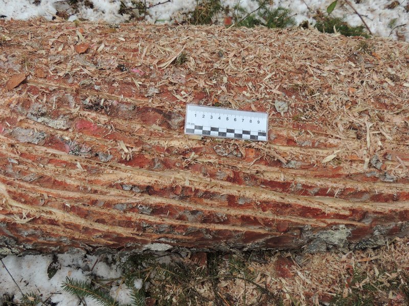 Ansicht eines Fichtenbloch nach der Ritzung.