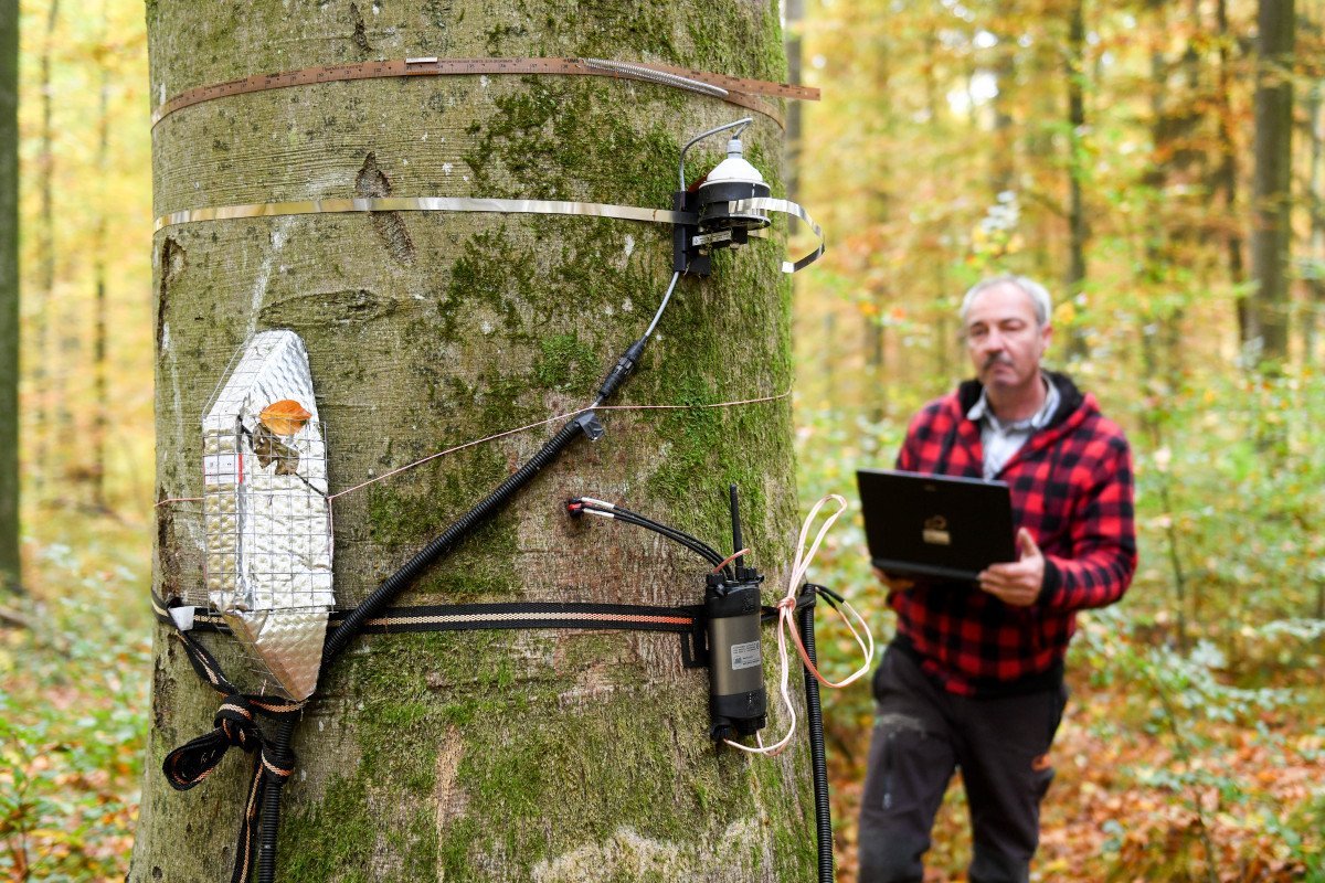 Durststrecken im Wald: Wie reagieren Buche und Eiche?