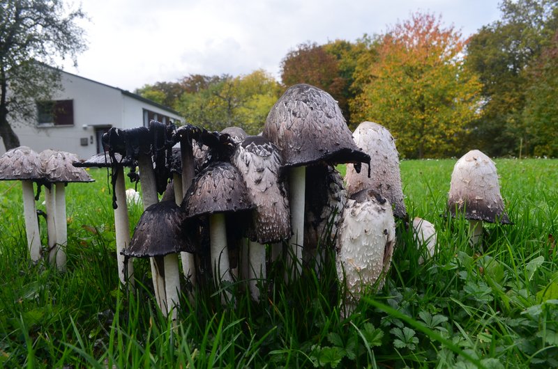 mehrere weiß bis schwarz verfärbte Pilze auf einer Rasenfläche