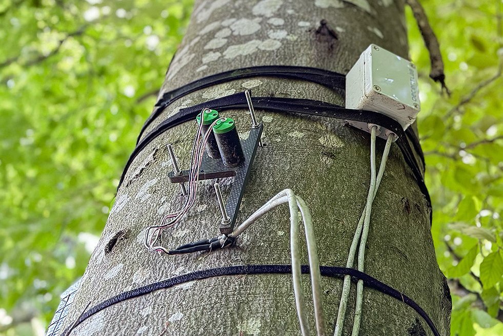 Punktdendrometer auf LWF-Testfläche