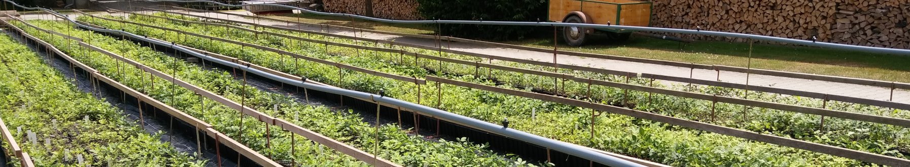 Ansicht einer Aufzucht von Jungpflanzen