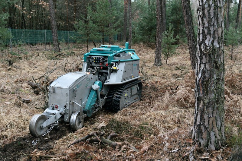 Kleinraupe Moritz Sä-Fräskombination Buchensaat unter Kiefernschirm