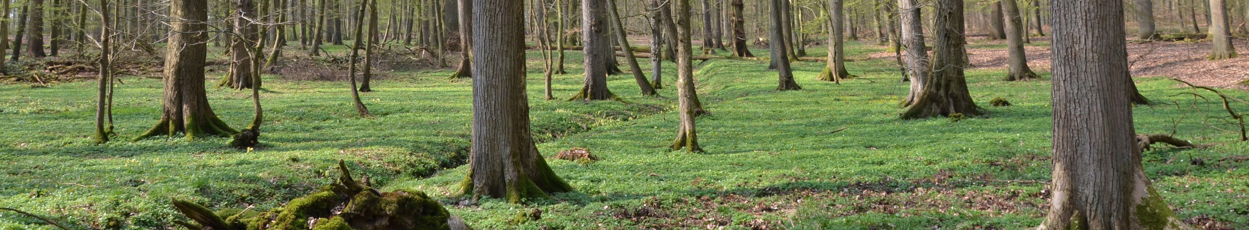 Wald mit imposanten Laubbäumen