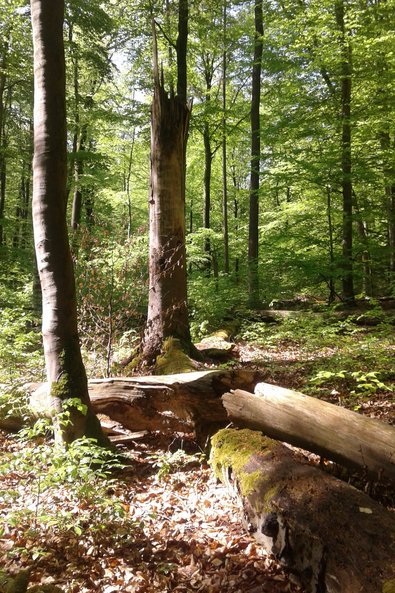 stehendes und liegendes Totholz in einem Laubwald