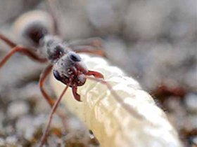 Worker ant of Formica selysi with a larva