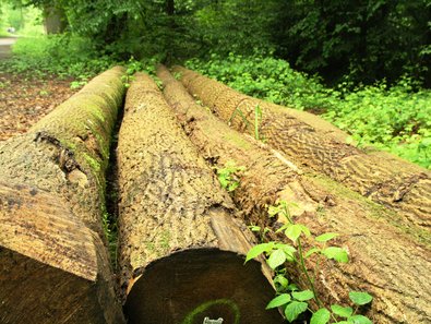 Holzstämme