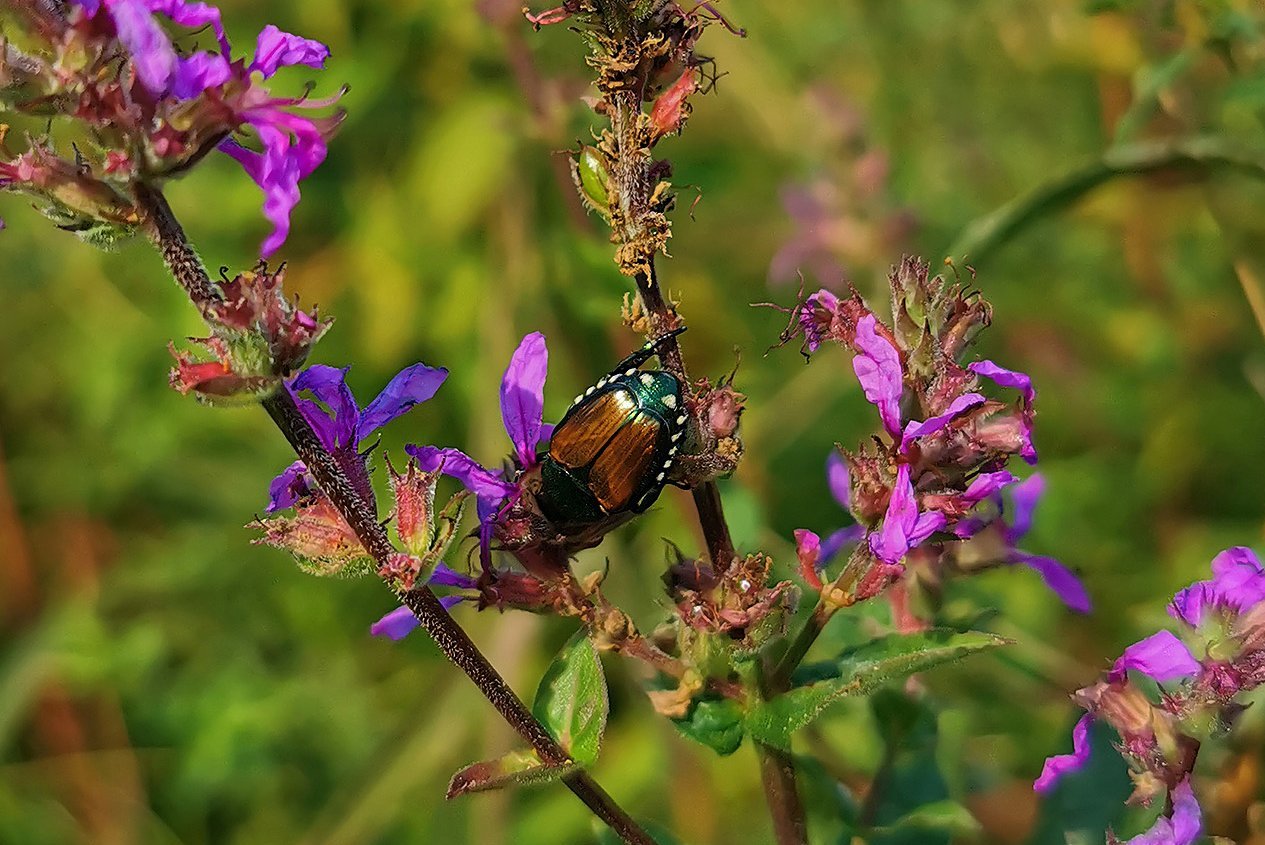 Japanese beetle 