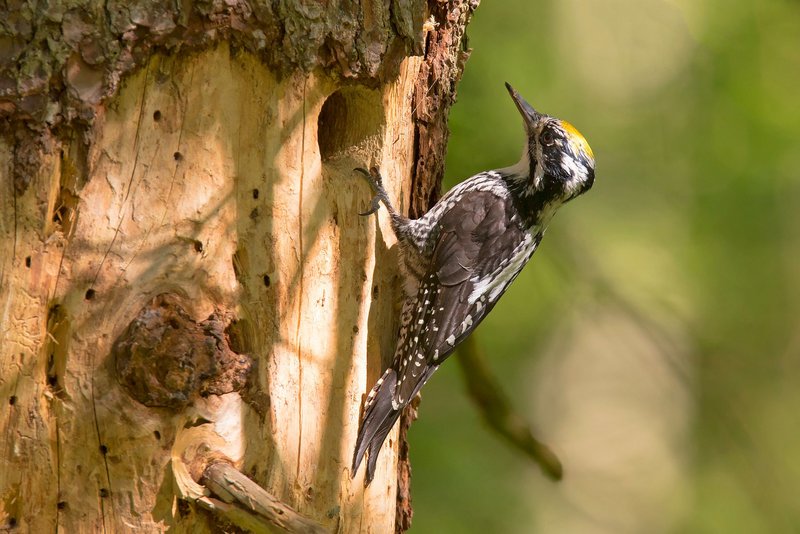 Auf Totholz angewiesen: der Dreizehenspecht (Foto: Grzegorz - stock.adobe.com)