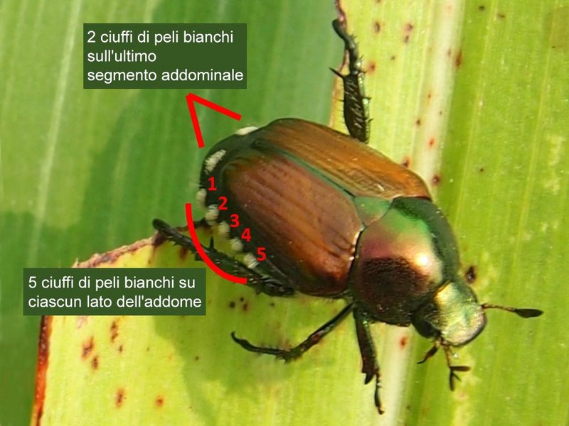 caratteristiche distintive della Popillia japonica