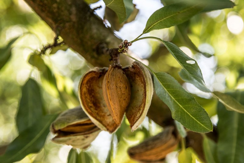 Opening almond on an almond tree branch