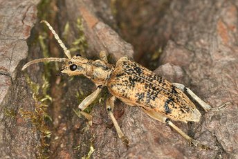 Animali del bosco: specie affascinanti che vivono tra alberi e