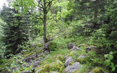 Lebensraum Haselhuhn