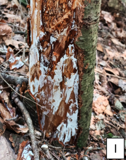 Schadbilder an Weißtanne - Hallimasch an bereits abgestorbener Tannenverjüngung Schadbilder an Weißtanne - Hallimasch an bereits abgestorbener Tannenverjüngung