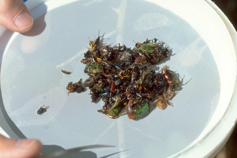 Example showing the weekly catch of a combination trap, with some beetles, bugs and wasps