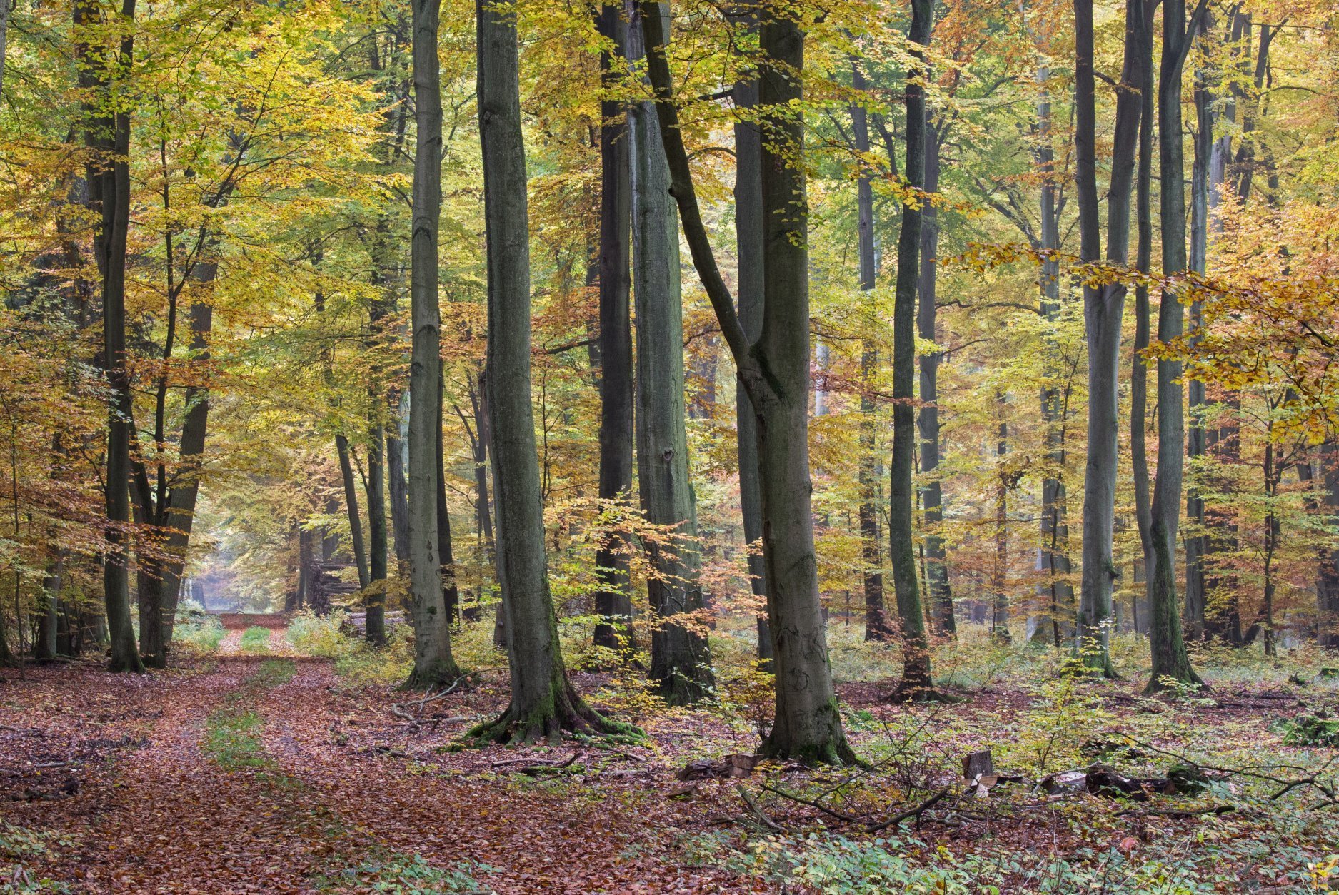 herbstlicher Laubwald