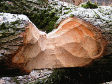 Photo: Doris Hölling (WSL) Les castors abattent des arbres