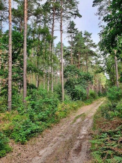 Mischwald Brandenburg Waldweg