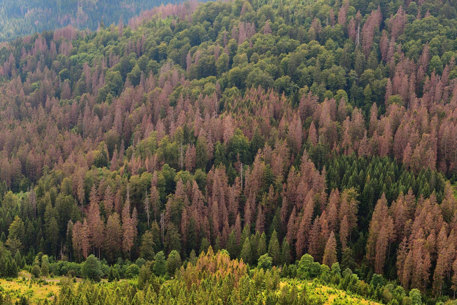 Baumarten Im Klimawandel: Buche Und Tanne Verlieren