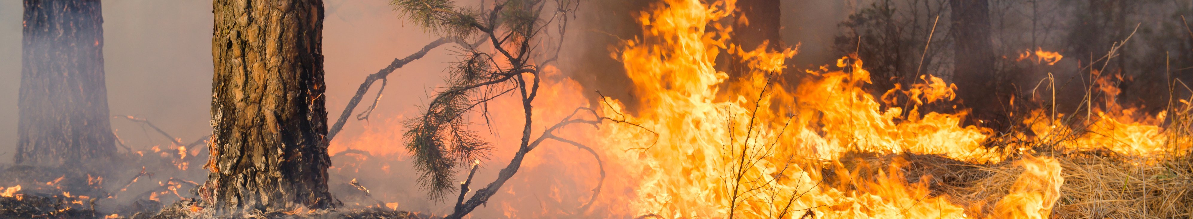 Flammen eines Bodenfeuers im Wald