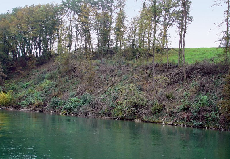 Uferbestockung am Hochrhein bei Reckingen