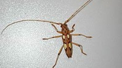 Abbildung 2: Männlicher (a) Bockkäfer Eburodacrys elegantula
