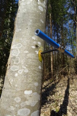 mit einem Bohrer wird ein Stamm angebort