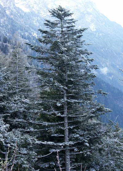 Tanne im Bergwald