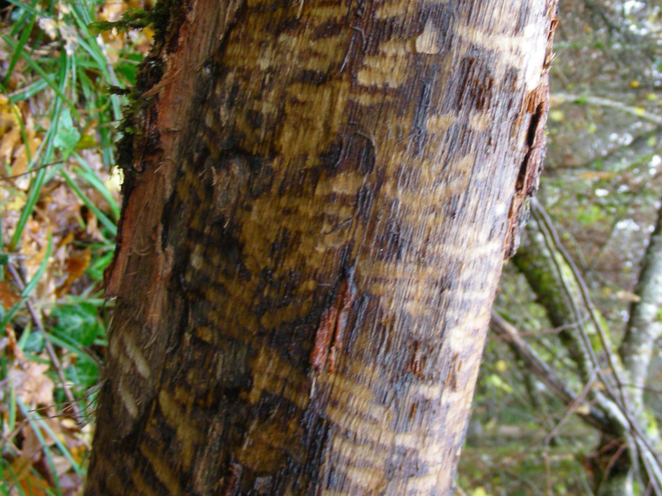 Traces de rongements