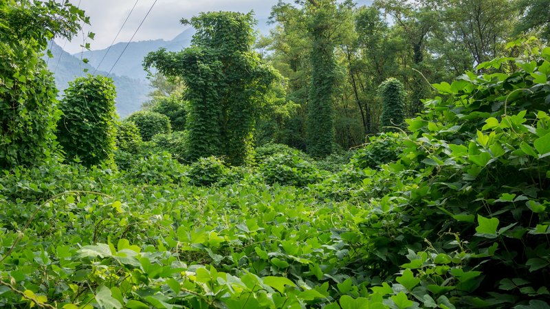 Kudzu: where to from here?