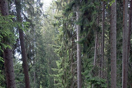 Nachhaltigkeit und Erfolgskontrolle im Schutzwald (NaiS)